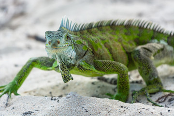 green iguana