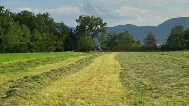 We can see that hay is organized in piles and in lines. The farmer has already prepared everything for storing the hay. It is a nice summer day.
