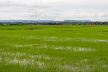 rice paddies in the middle east of the Dominican Republic