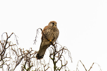 Female kestrel (Falco tinnunculus) sitting in tree. Small falcon (family Falconidae) perched in tree scanning for small mammal prey