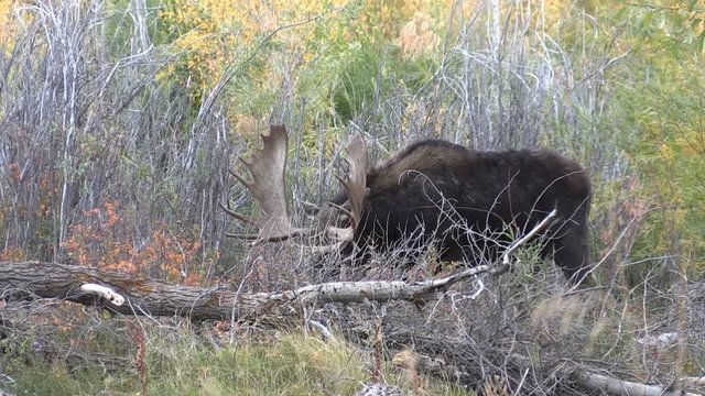 Bull Shiras Moose in the Fall Rut