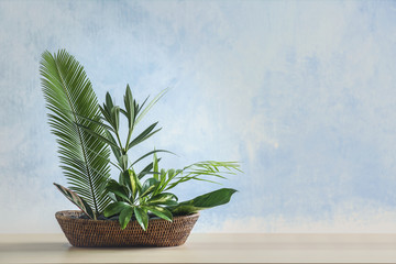 Plant arrangement on a color background