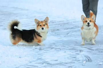 Two cute welsh corgi on winter walk