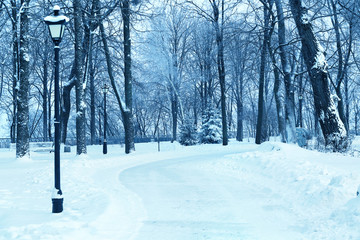 Fototapeta premium Alley in beautiful park on winter day