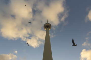 Obraz premium TV Tower or Fernsehturm with birds at sunset, Berlin, Germany