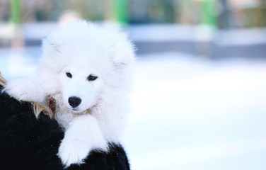 Woman with cute samoyed dog outdoors on winter day
