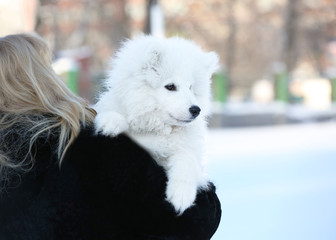 Woman with cute samoyed dog outdoors on winter day