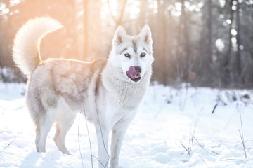 Happy Siberian husky on walk in winter park