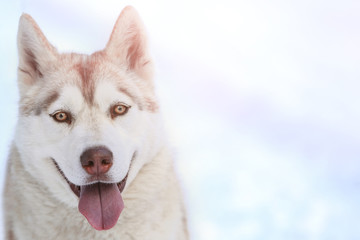 Portrait of happy Siberian husky outdoors on winter day