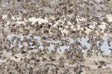 Etosha National Park Namibia, Africa quelea flock.