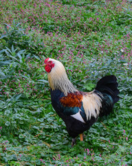 Free range rooster in meadow