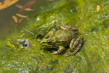 Iberian Green Frog ( Pelophylax perezi )