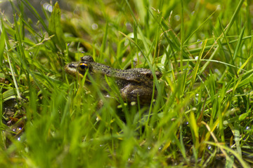 Iberian Green Frog ( Pelophylax perezi )