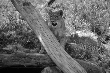  Lion cub is one of the four big cats in the genus Panthera, and a member of the family Felidae.  