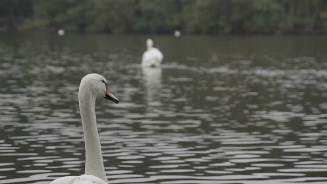 Pretty white mute swans filmed in slow motion