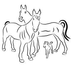 Silhouettes of horses and a calf. Family. Vector illustration