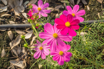 Sulfur Cosmos