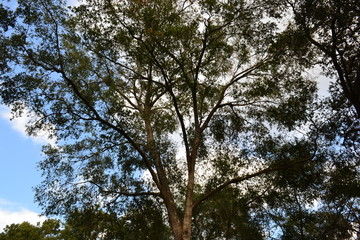 Lush Tree
