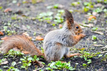 Naklejka na ściany i meble The squirrel gnaws a nut in a Minsk park.
