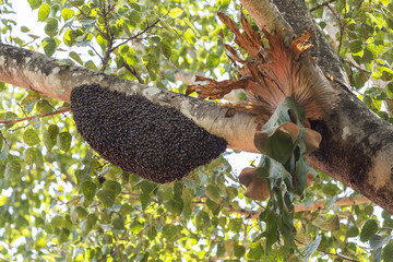 Honeycomb with natural fern on a branch of the Bodhi tree