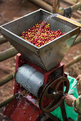 coffee berries in the coffee de-pulping machine