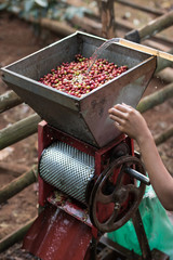 coffee berries in the coffee de-pulping machine