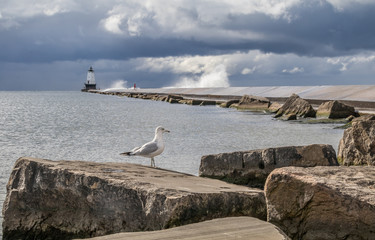 Seagull and lighthouse