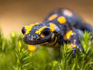 Close up of Fire salamander newt in its natural habitat