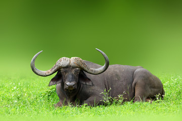 Massively horned cape buffalo bull, relaxing in a lush Kruger Park. Syncerus caffer