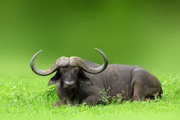 Foto auf Acrylglas Antireflex Massiv gehörnter Kapbüffelbulle, der sich in einem üppigen Krügerpark entspannt. Syncerus-Kaffer © EtienneOutram