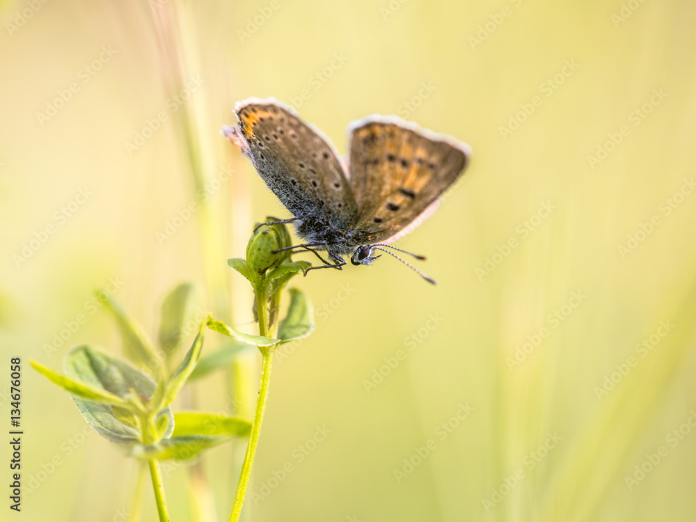 Sticker Brown butterfly Sooty Copper on colorful bright background