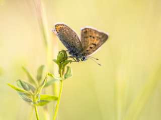 Brown butterfly Sooty Copper on colorful bright background
