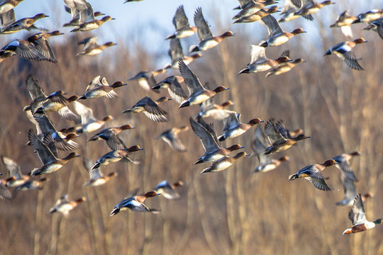 Flock of Migrating Eurasian wigeon ducks
