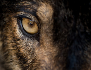 Auge des iberischen Wolfes (Canis lupus signatus)