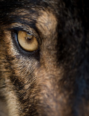 Eye of iberian wolf (Canis lupus signatus) - 134676270