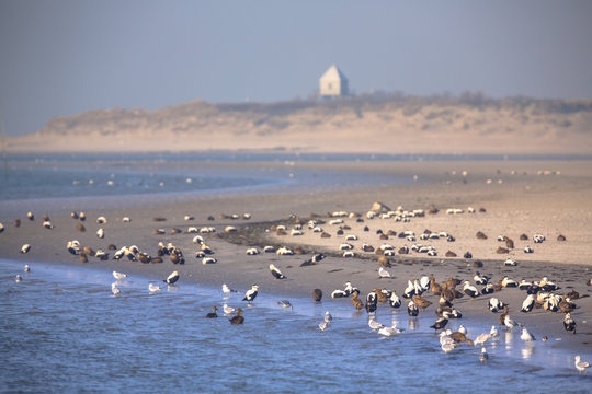 Birds on the shore of Rottumerplaat