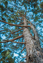 Luminous blue sky scenery background and tall trees in vintage style.