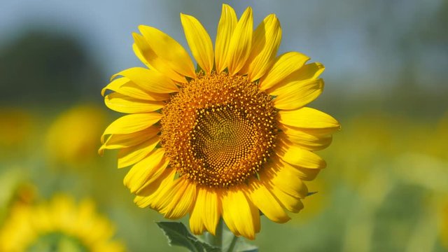 4k of sunflower with blue sky 