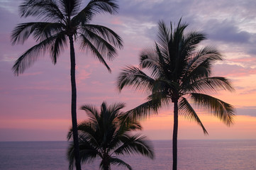 Obraz na płótnie Canvas Palm trees - Big Island