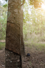 Surface and texture by tapping latex from rubber tree