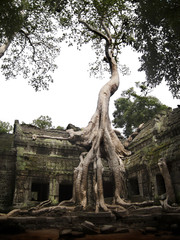 Fototapeta na wymiar Lone Tree growing on top of ruins