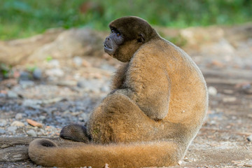 Close-up of a monkey, Amazonian jungle, South America