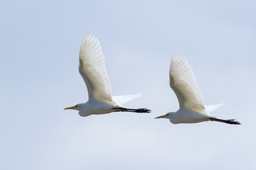 Image of egret flying in the sky. Heron. Wild Animals.