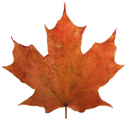 Single Maple leaf isolated on white