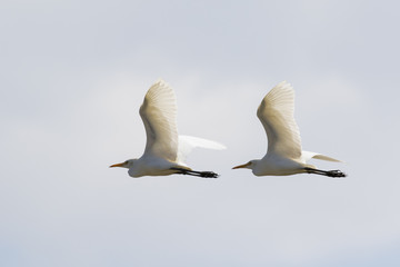 Image of egret flying in the sky. Heron. Wild Animals.