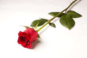 Single Red Rose Isolated on White