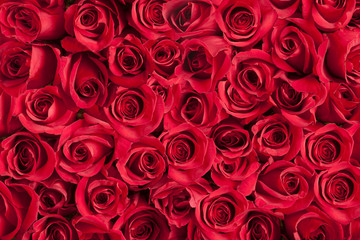 Background of roses