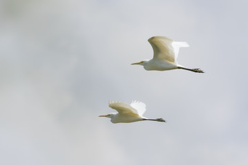 Image of egret flying in the sky. Heron. Wild Animals.
