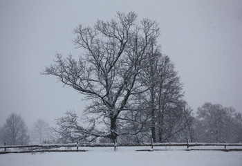 Trees and snowfall./The old oak and other trees stand up for a rural fence. Around a strong snowfall.