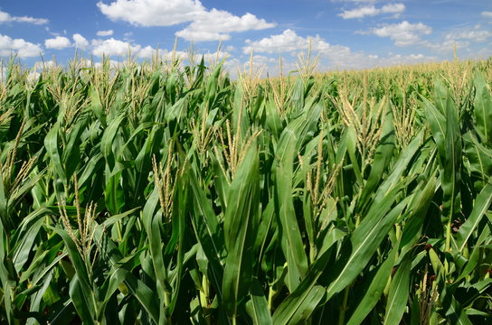 campo de maiz verde